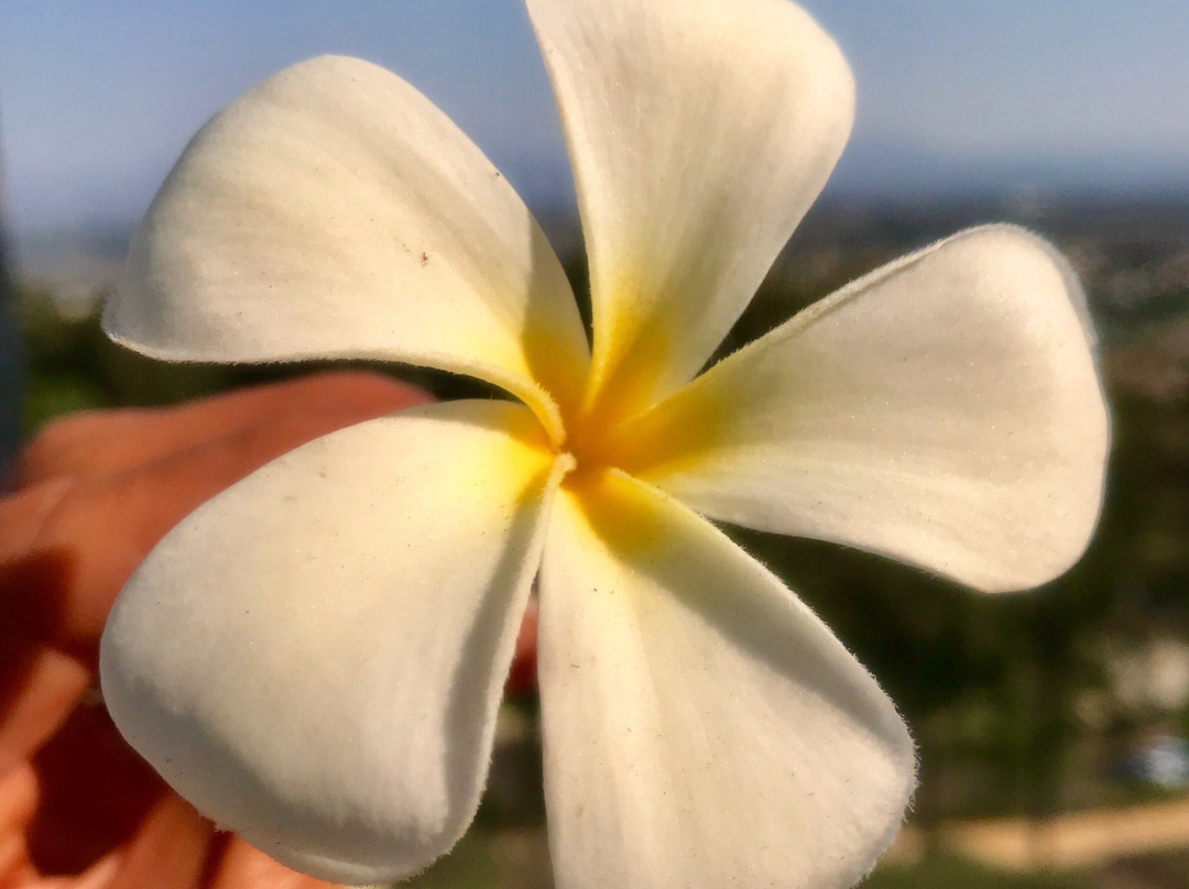 Laguna Niguel Farmer’s Market-拉古纳尼格必去景点