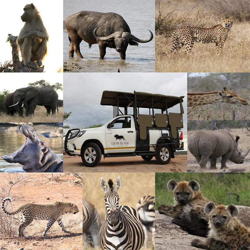 Lion Roar Safaris景点图片