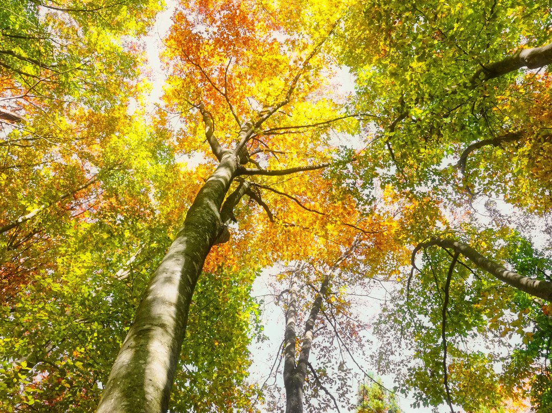 Buna no Satoyama Komichi-饭山市必去景点