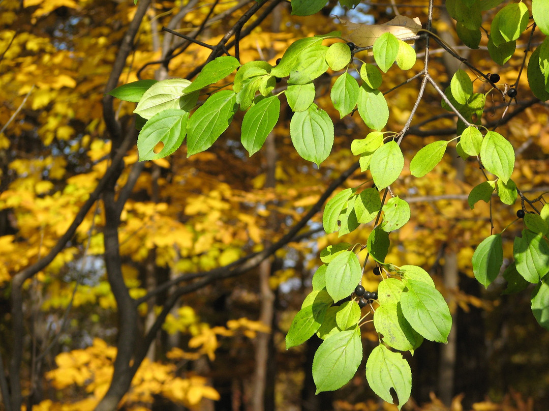 Blandford Nature Center-大急流市必去景点