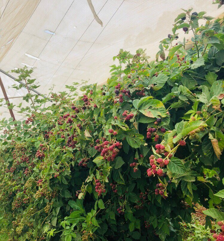 Blue Hills Berries and Cherries-Silvan必去景点