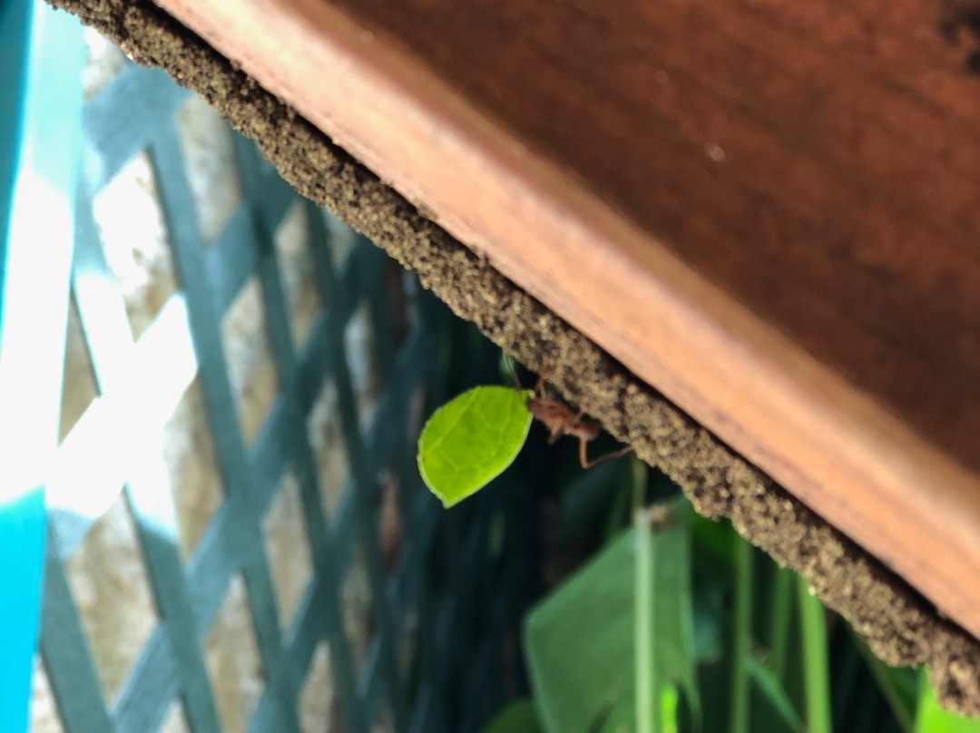 La Maison Creole主图