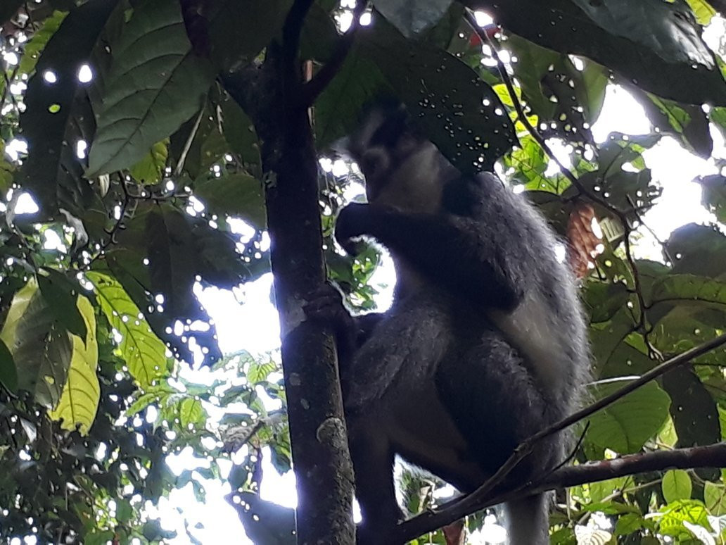 The Bohorok Orangutan Centre at Bukit Lawang-武吉拉旺必去景点