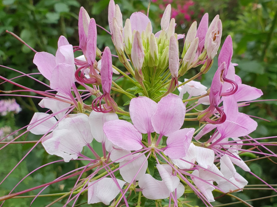 Chase Guest House主图