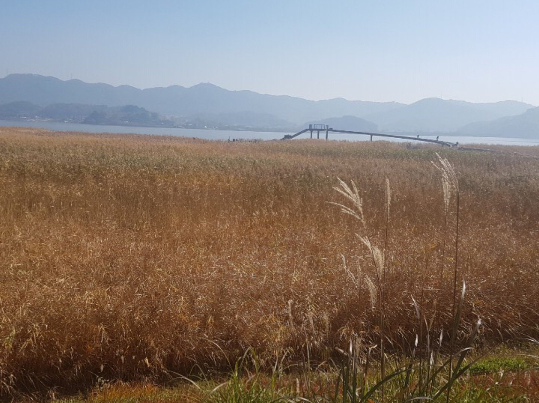 Sinseongri Reed Field-舒川郡必去景点