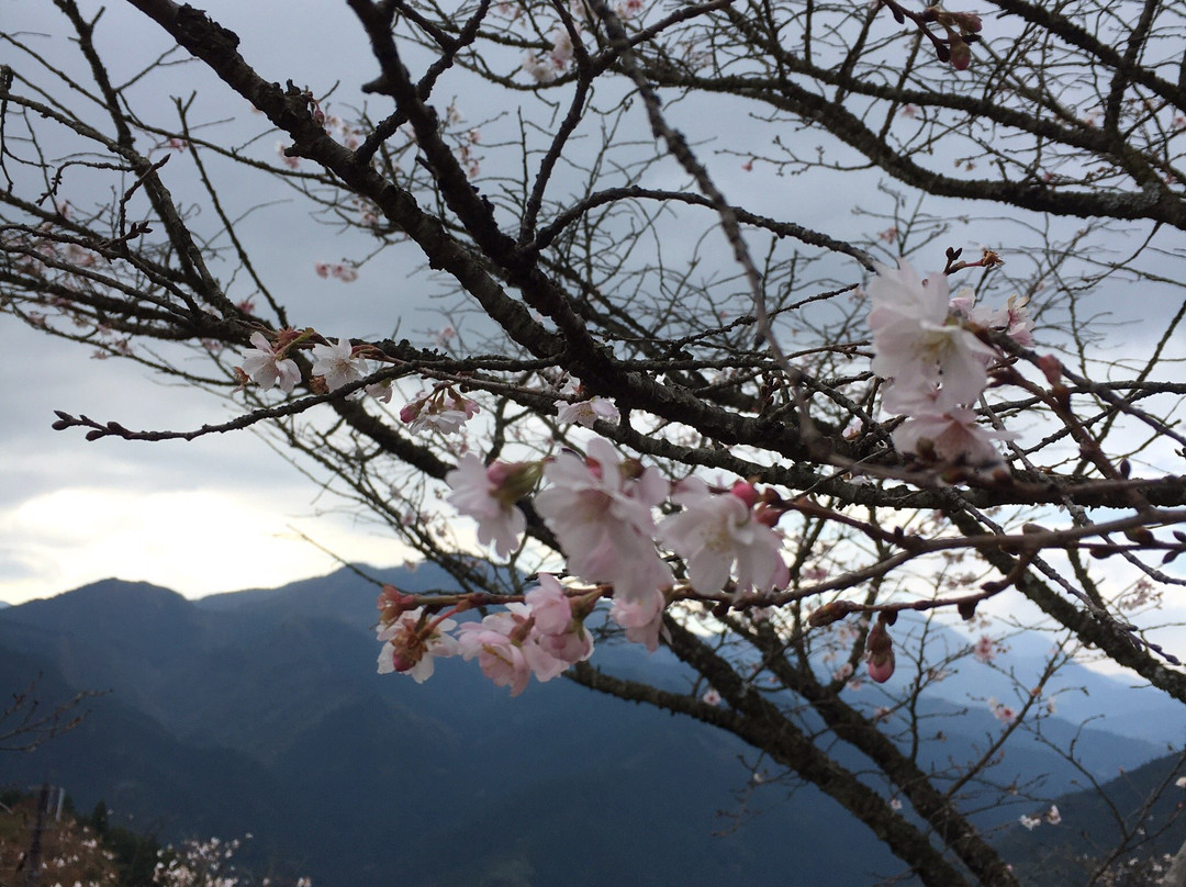 Sakurayama Park景点图片