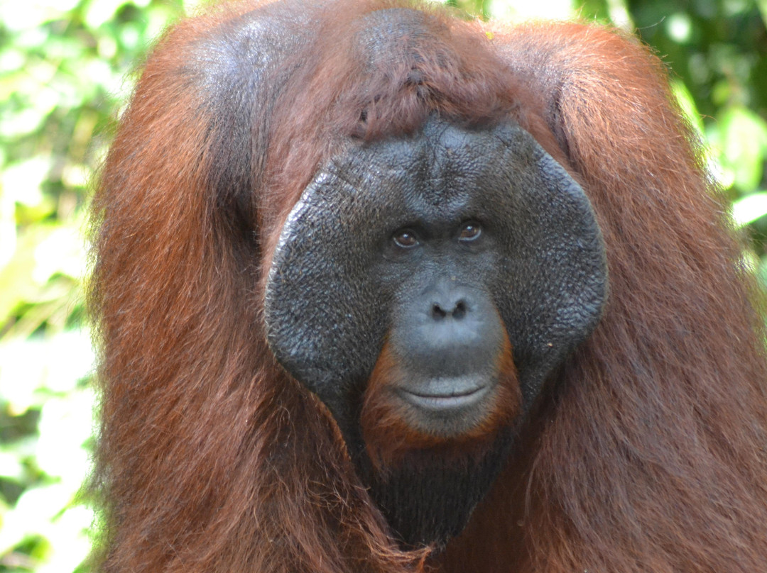 Orangutan & Dayak Tour PT Beeholiday Mitra Wisata景点图片