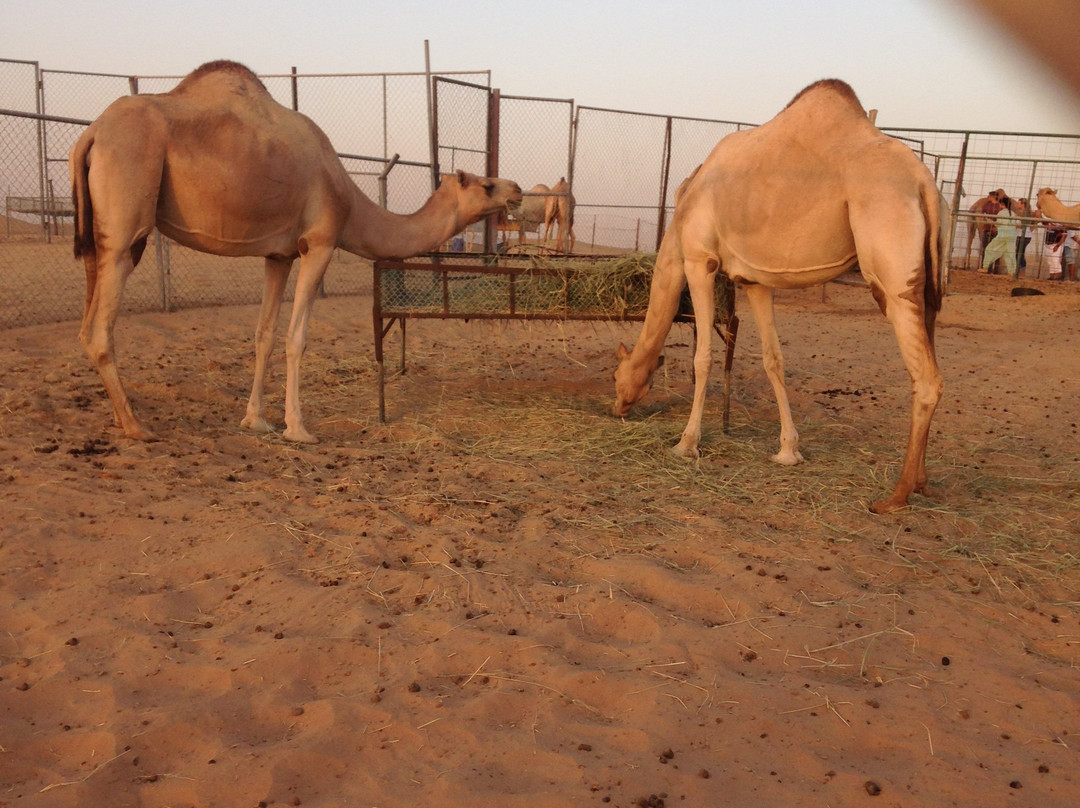 Orient Tours LLC-阿布扎比必去景点