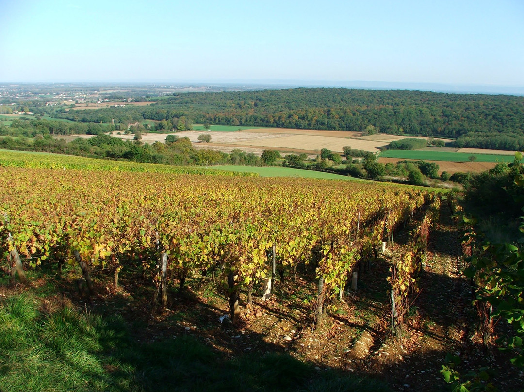 Domaine Debreuille景点图片