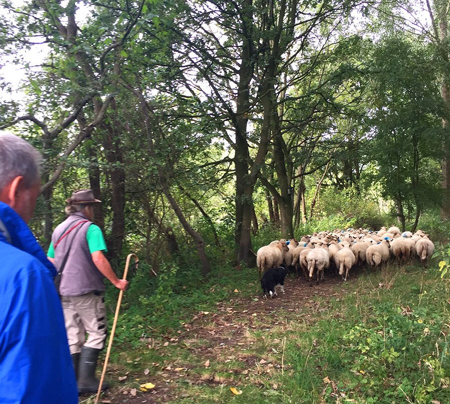 Schijndel Sheep Pens景点图片