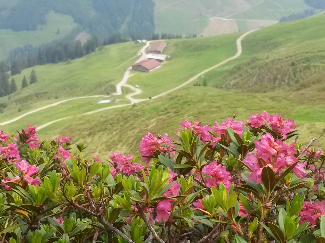 Wiedersbergerhornbahn-高山溪必去景点