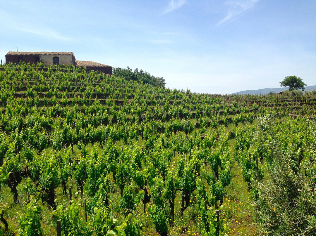 Etna Wine School景点图片