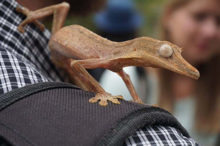 Madagascar Exotic景点图片