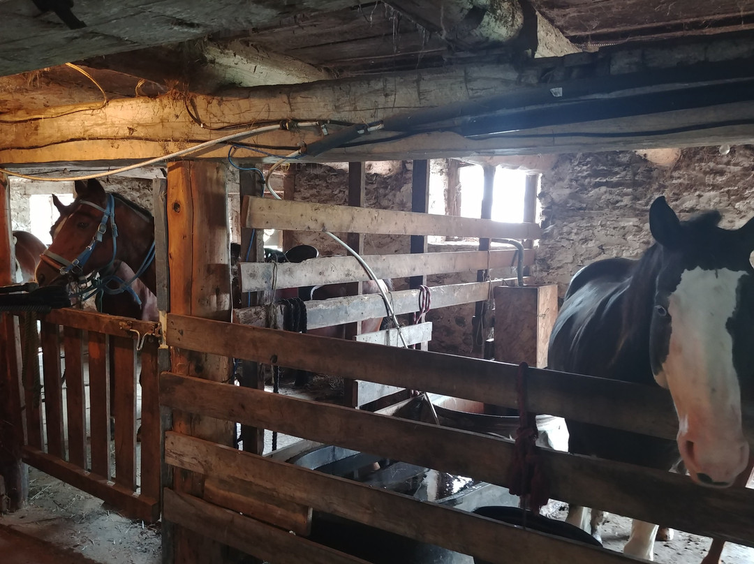 Horsin Around Riding Ranch景点图片