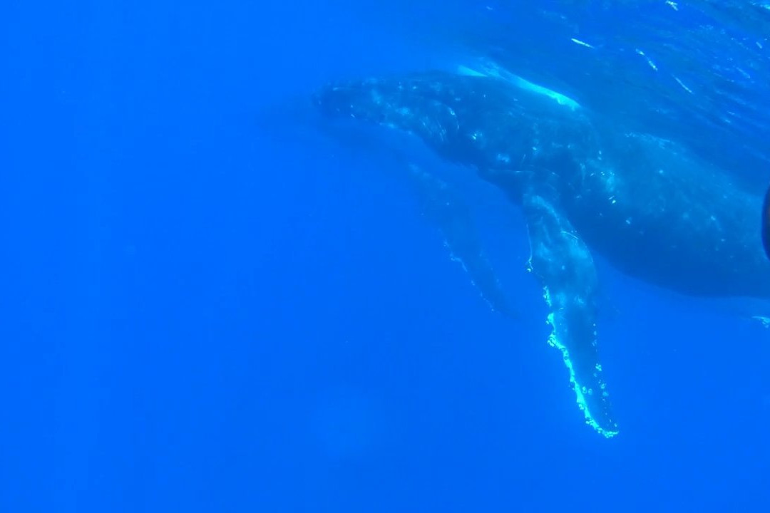 Tonga Travel Troupe-努库阿洛法必去景点