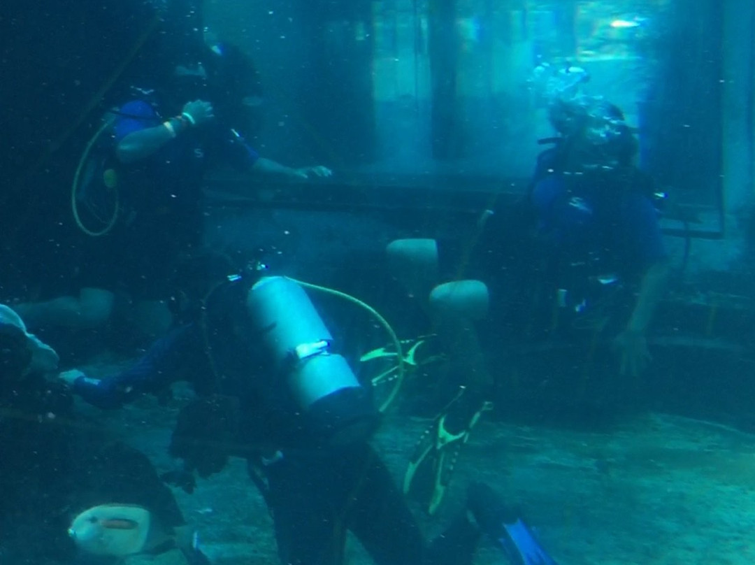 Shark Tank Scuba-威玛纳诺必去景点