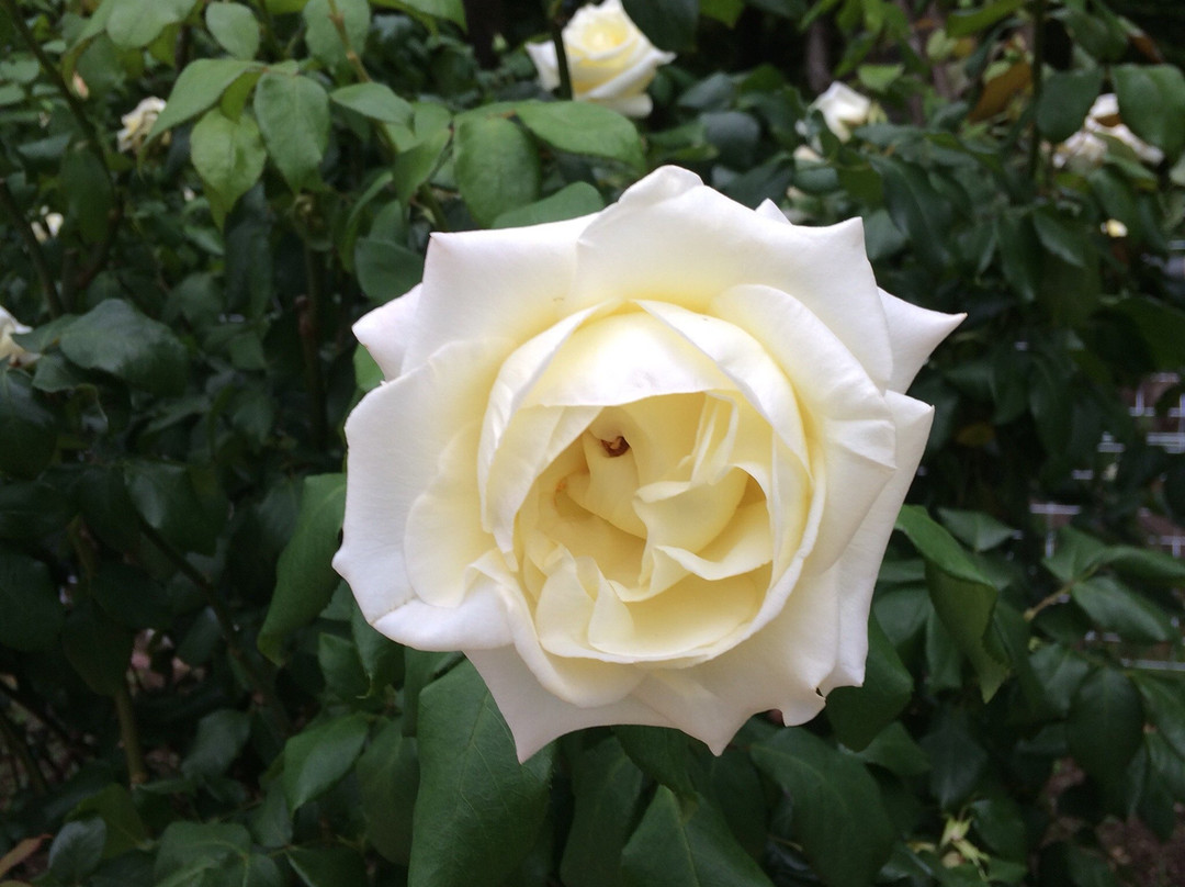 Hibiya Park Outdoor Concert Hall-Hibiyakoen必去景点