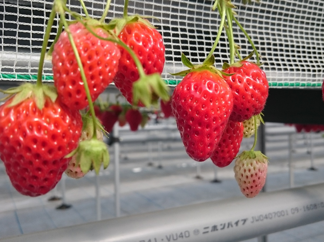 Strawberry Farm Ichigo Meguri景点图片