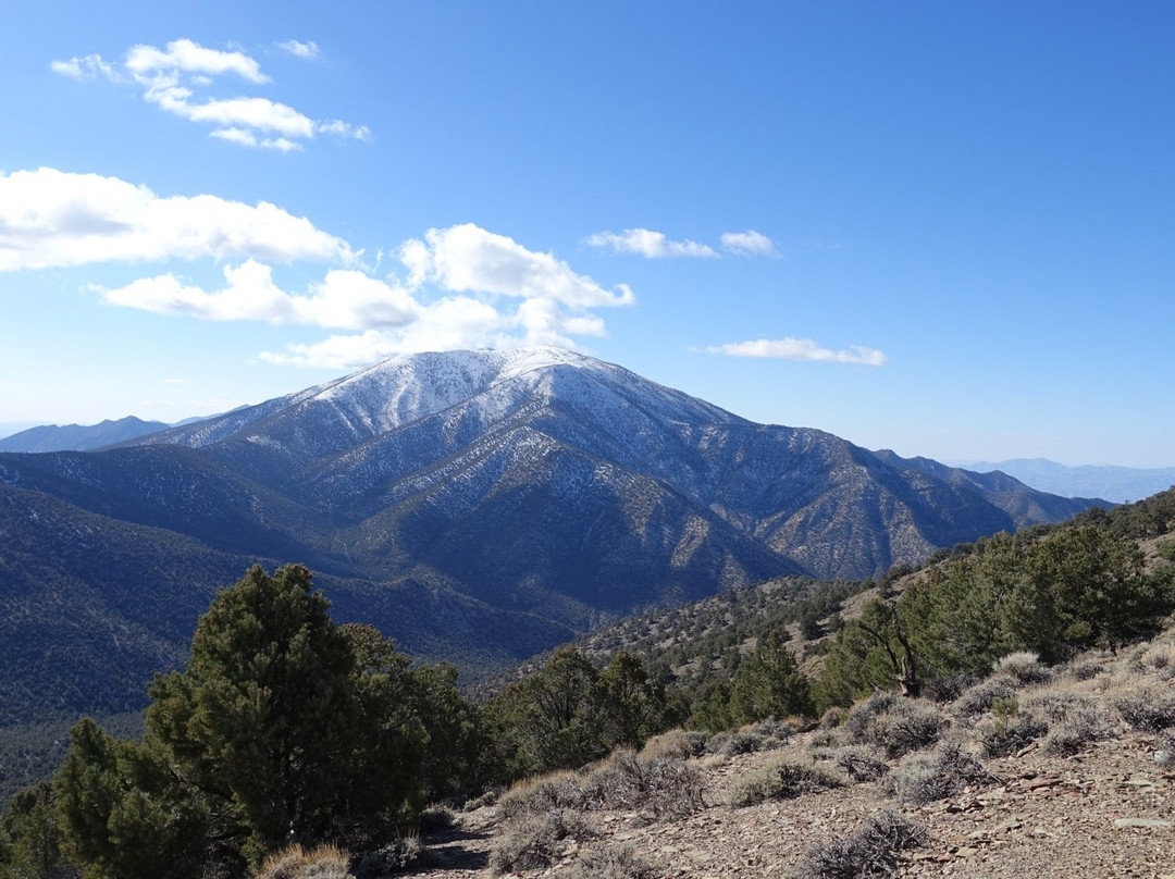 Wildrose Peak Trail景点图片