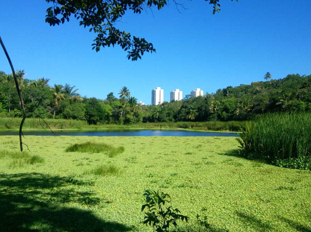 Parque Metropolitano de Pituaçu景点图片