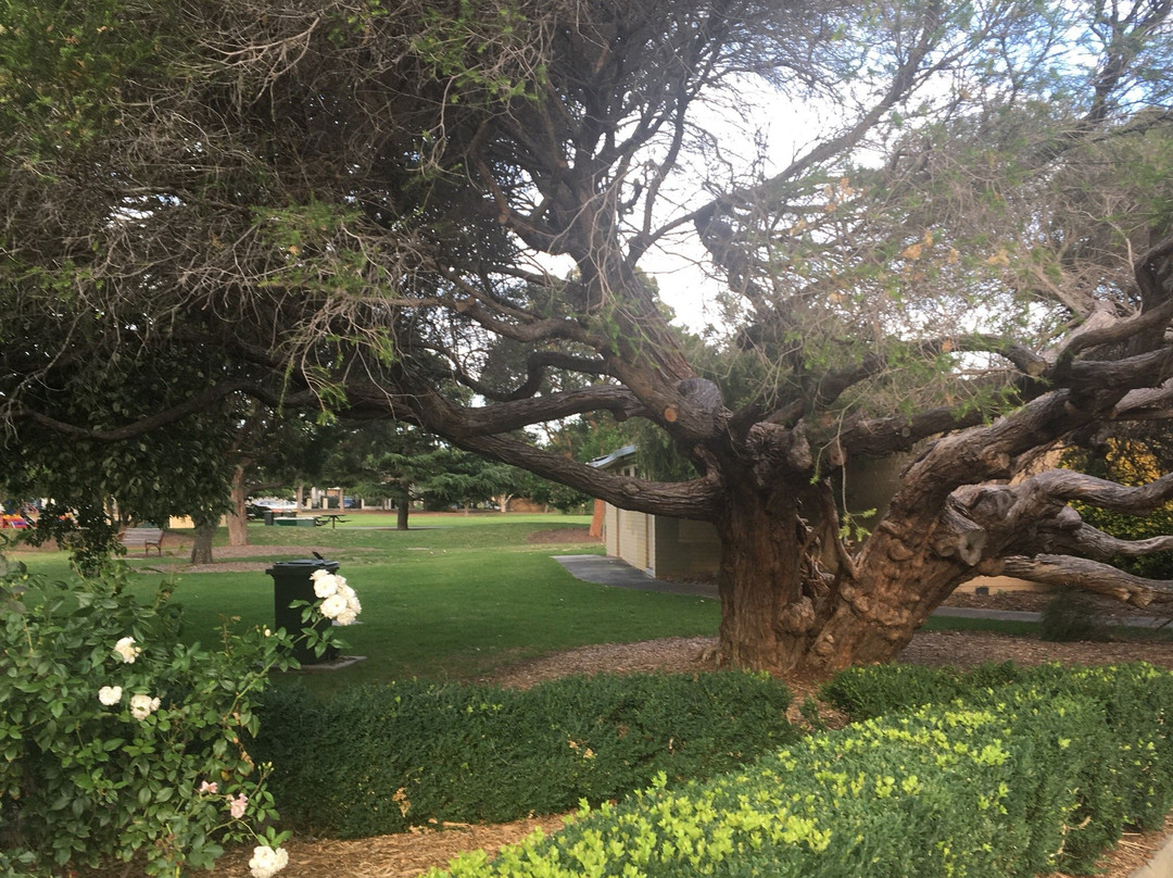 Bentleigh旅游攻略图片