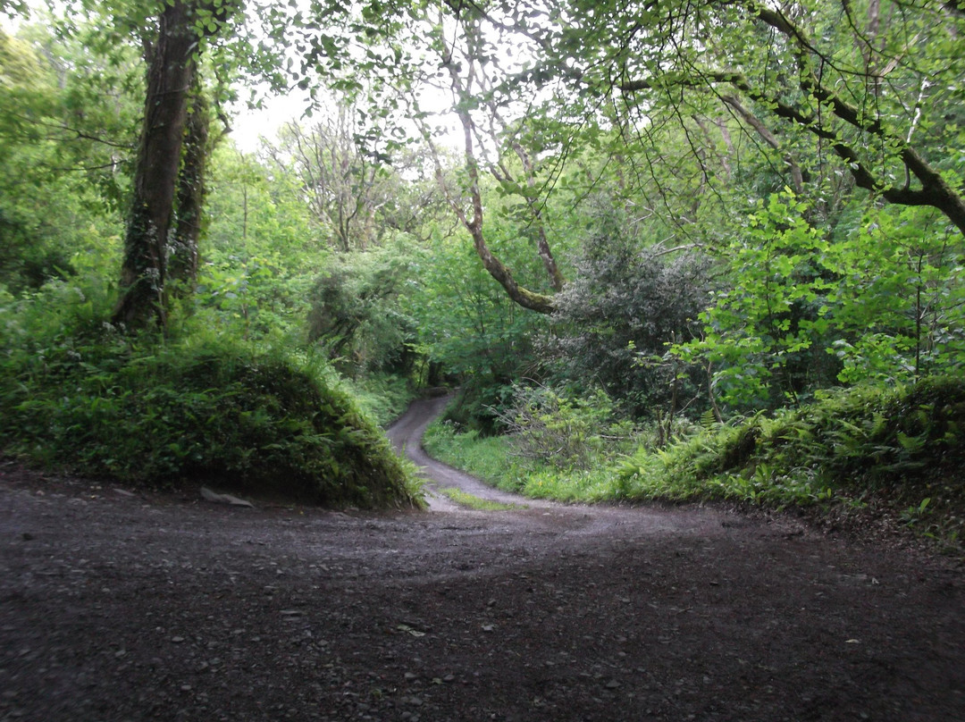 Peppercombe Wood景点图片