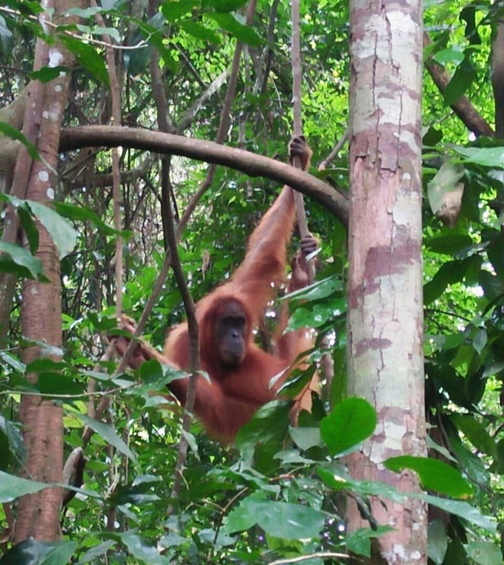 Sumatra Trekking-武吉拉旺必去景点