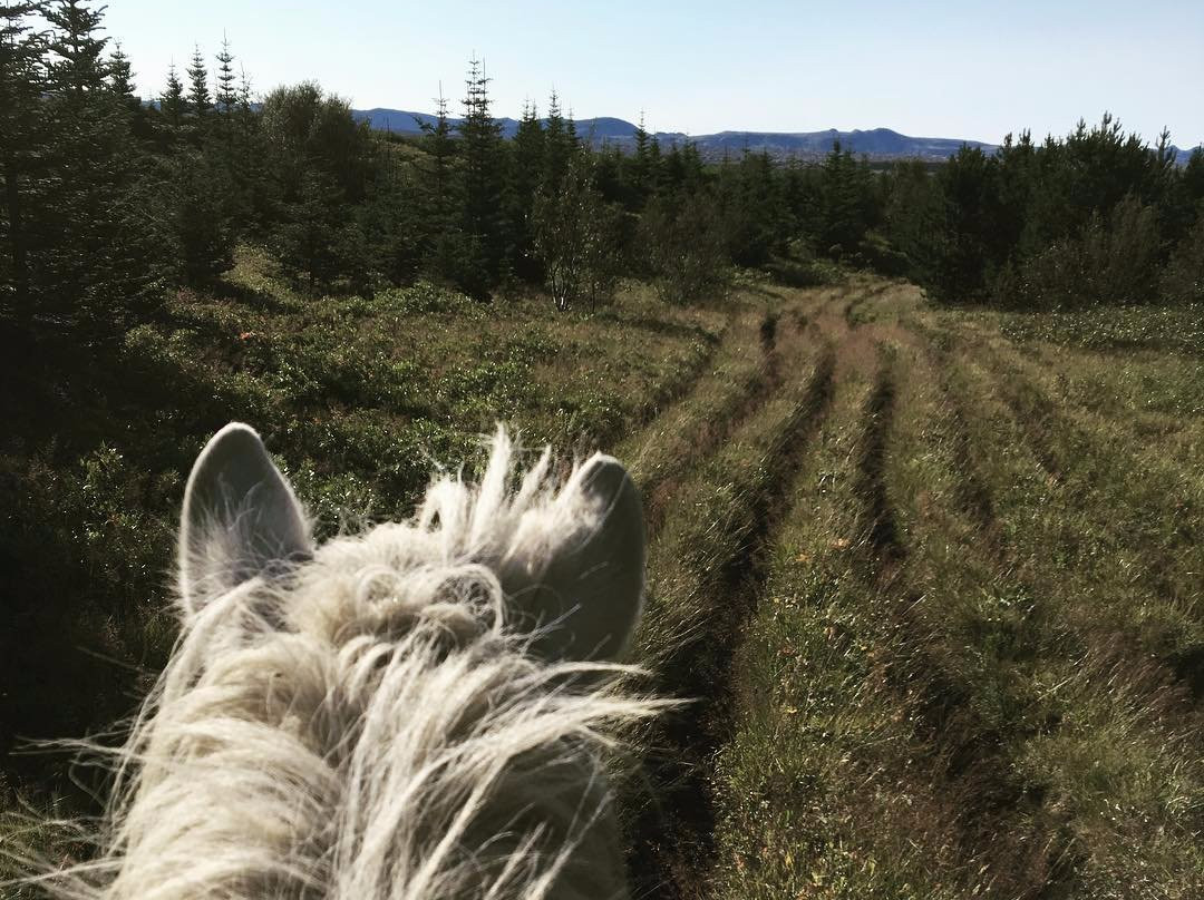Tophorses-莫斯费德斯拜尔必去景点