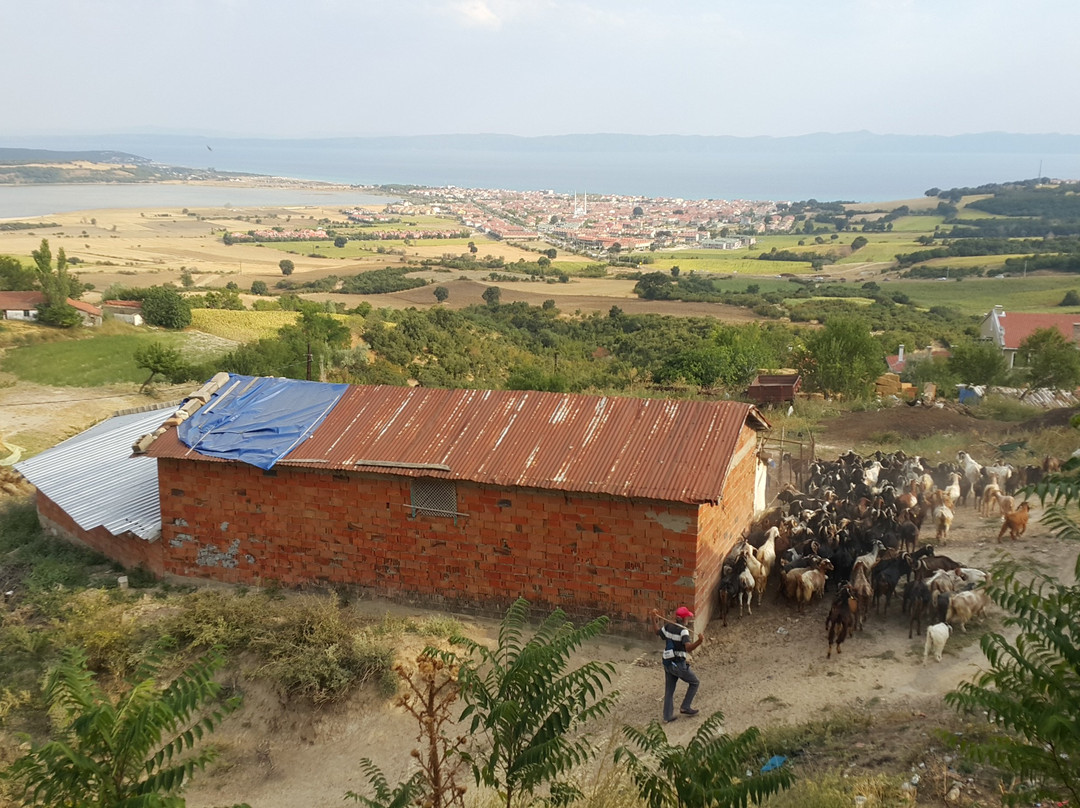 Erikli Plajı-Kesan必去景点
