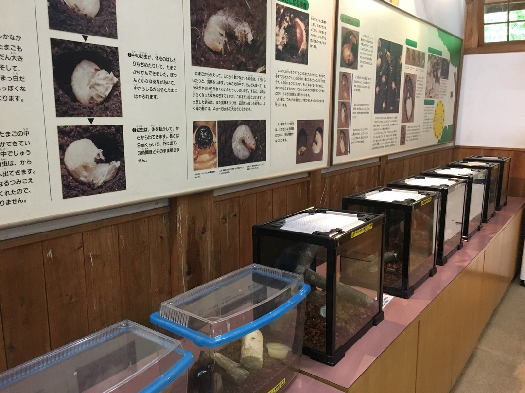 Beetle Natural Kingdom Mushimushi Land-田村市必去景点