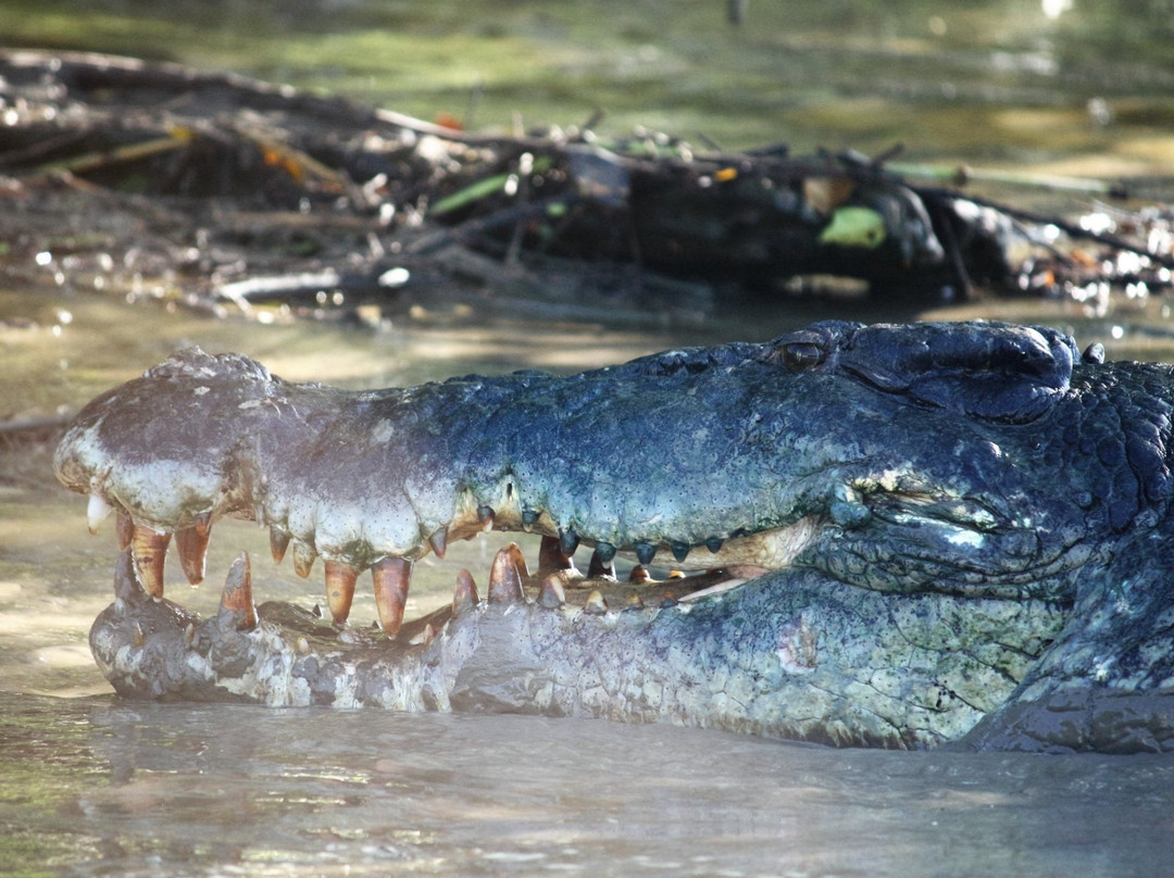 Adelaide River Tours-达尔文市必去景点