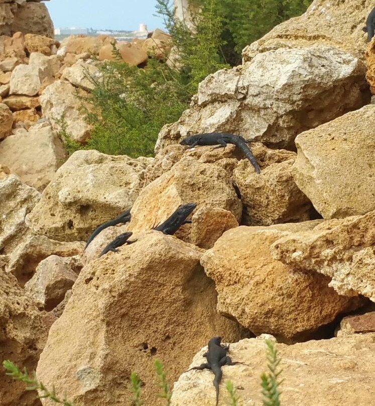 BlackLizzard-Sant Lluis必去景点