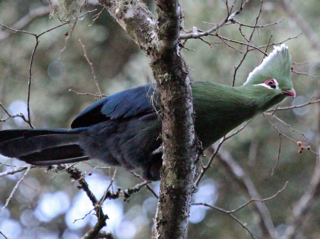 Marutswa Forest Trail and Boardwalk-Bulwer必去景点