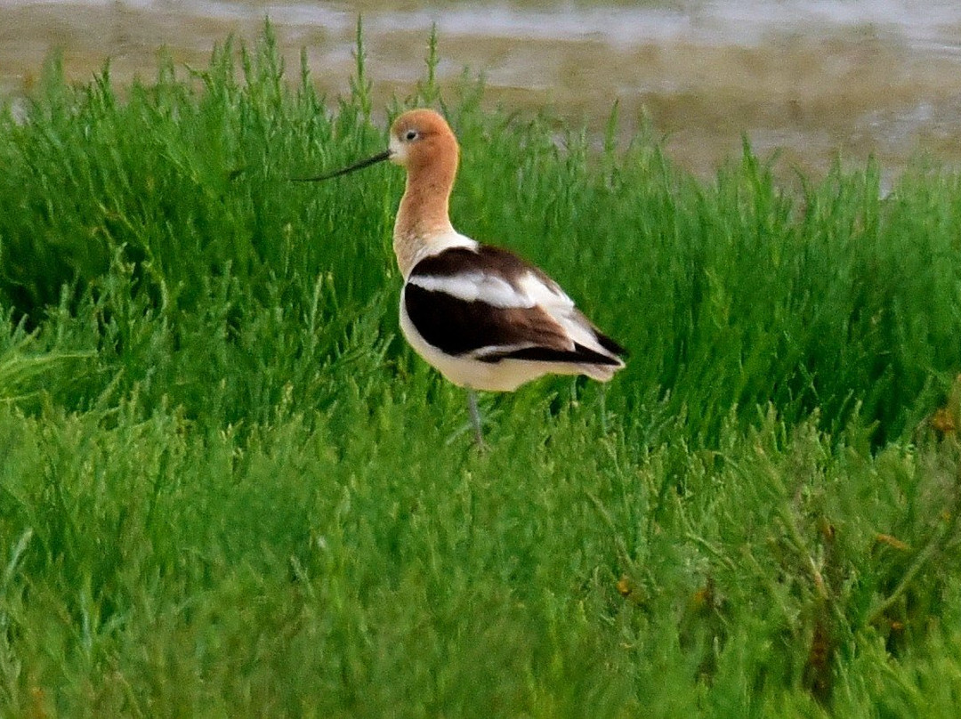 Salinas River National Wildlife Refuge景点图片