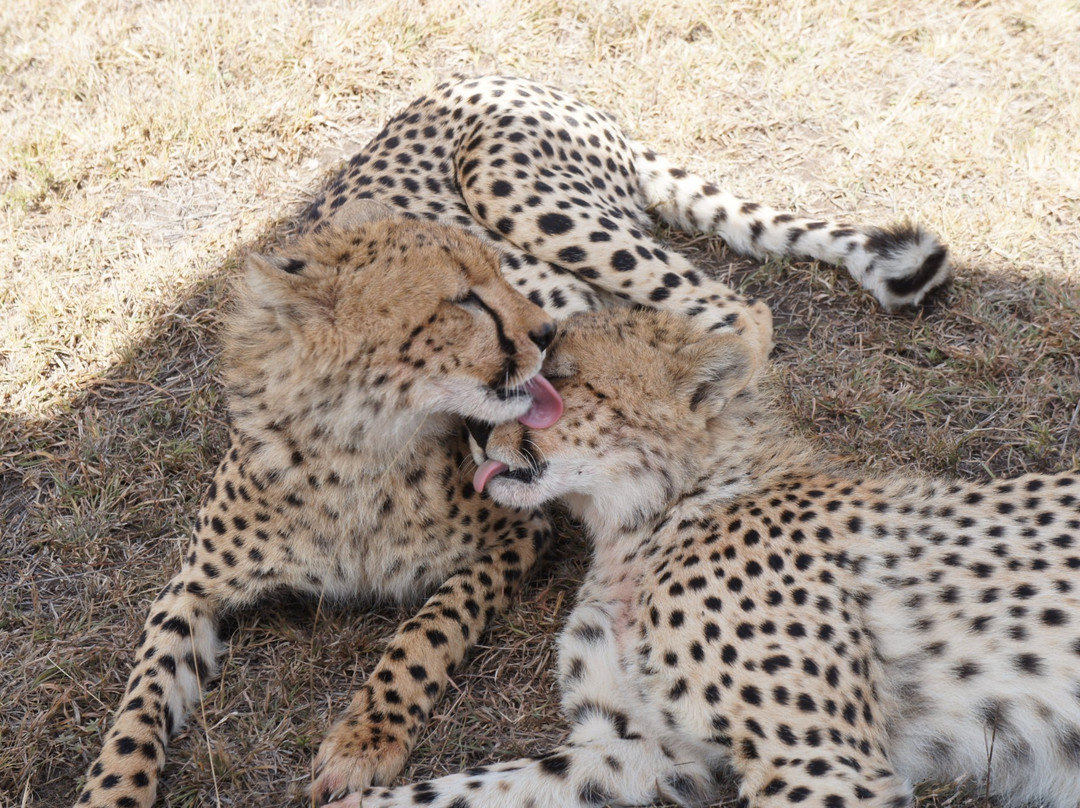 It Started in Africa-Marangu必去景点