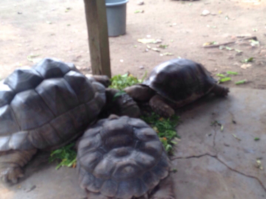 Godong Ijo-Depok必去景点