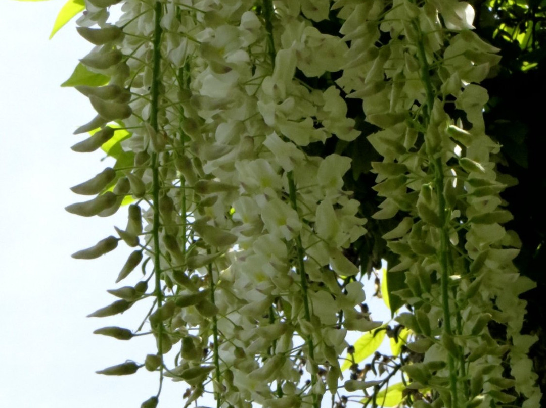 Hikichigawa Shinsui Park-藤泽市必去景点