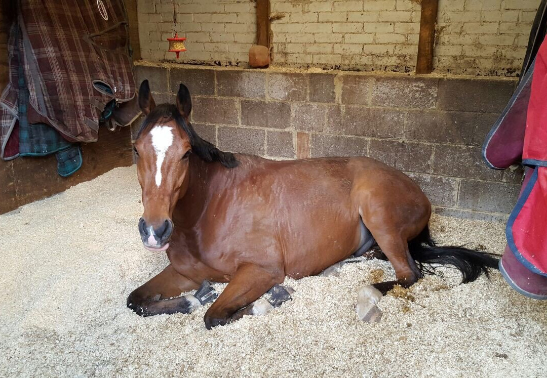 Mount Mascal Stables-伦敦必去景点