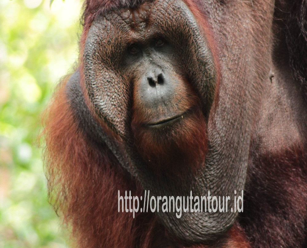 Orangutantour-Kumai必去景点