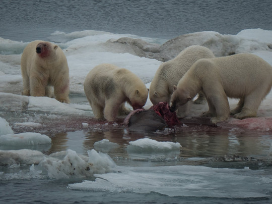 弗兰格尔岛自然保护区-Chukotka Autonomous Region必去景点