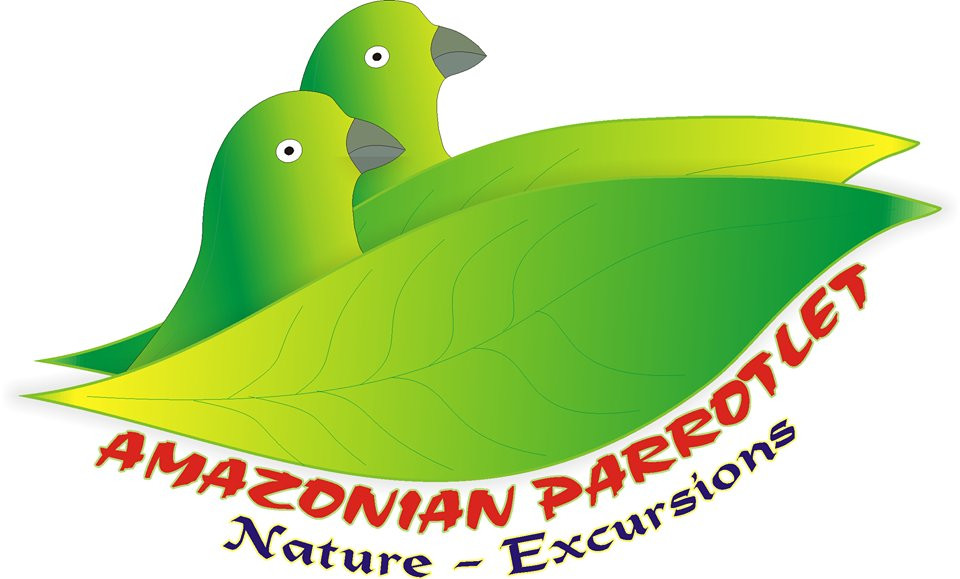 Amazonian Parrotlet景点图片