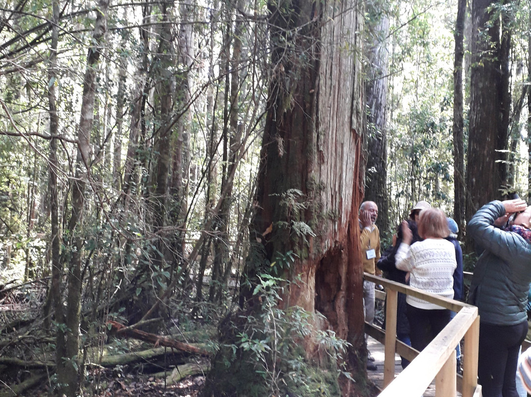 Monumento Natural Lahuen Nadi-蒙特港必去景点