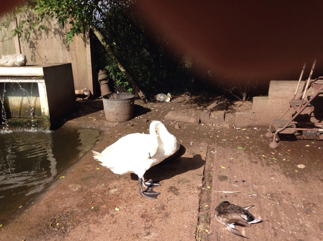 British Wildlife Rescue Centre景点图片