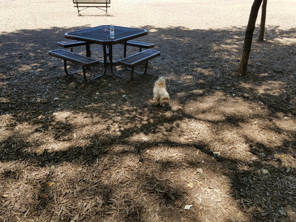 Dog Park at Bonnie Wenk-麦金尼必去景点