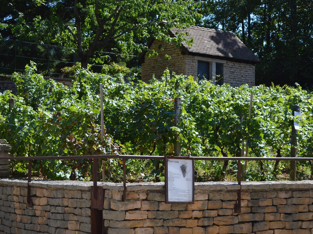 Le Chemin des Vignes