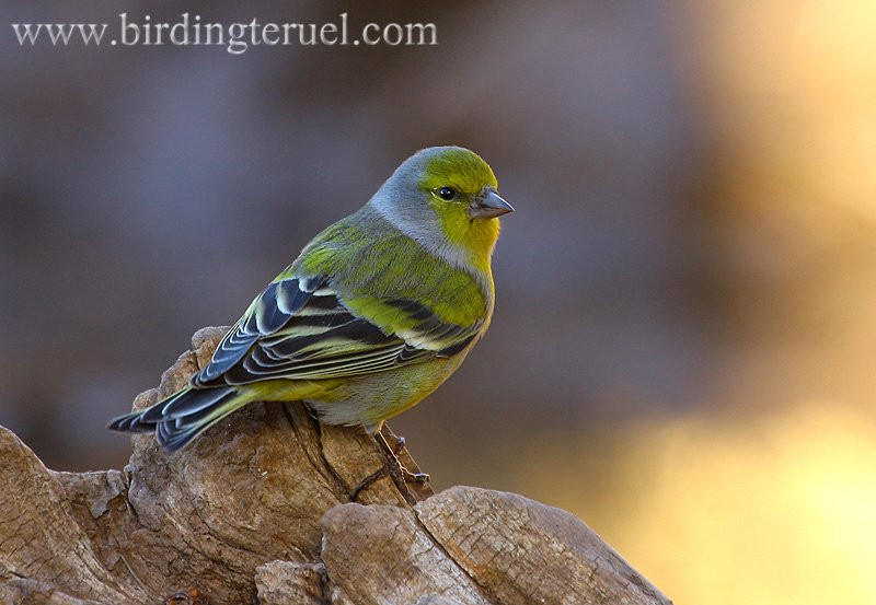 Birdingteruel-特鲁埃尔必去景点