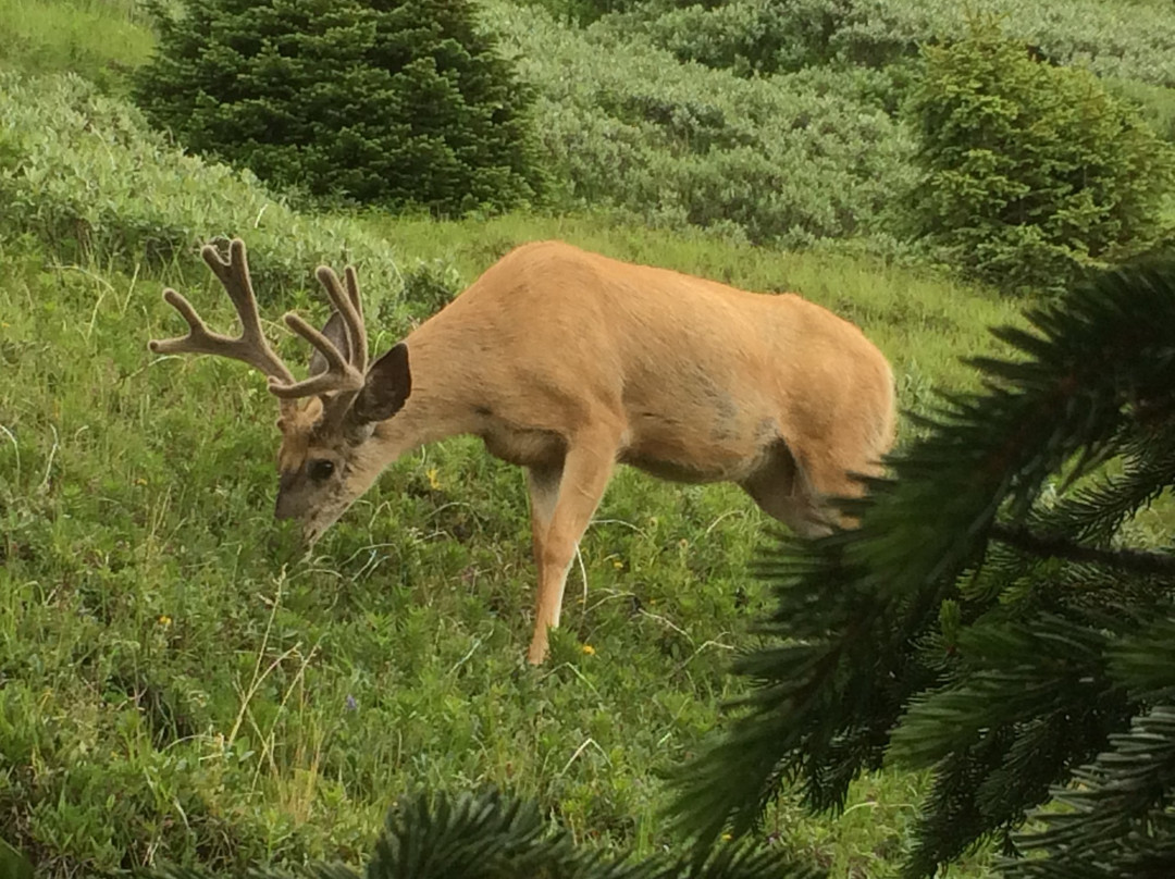 Opal Hills-贾斯珀必去景点