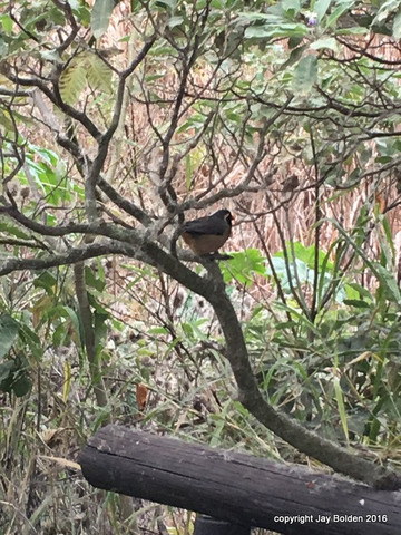 Birding Buenos Aires-布宜诺斯艾利斯必去景点