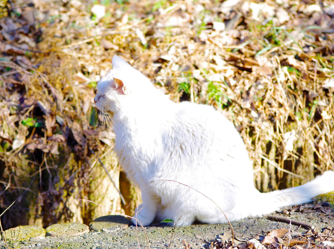 Higashitakane Forestry Park景点图片