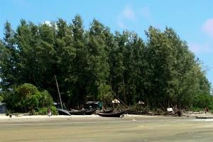 Kuakata旅游景点-Jhau Forest
